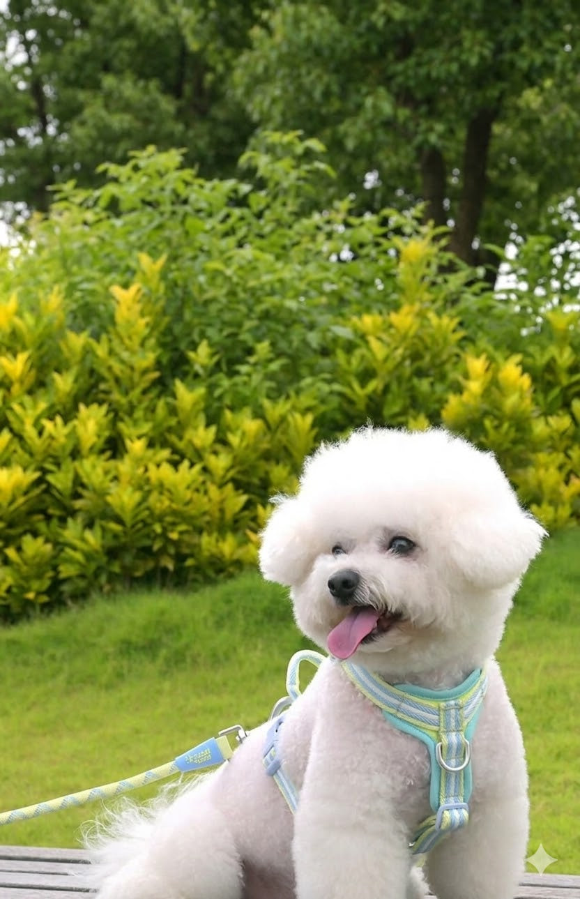 Lightweight Y-Shape Dog Harness
