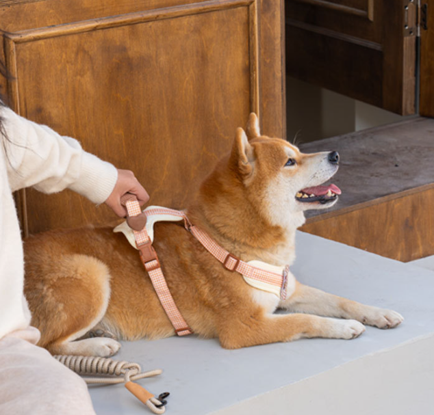 Plaid Harness & Leash Set