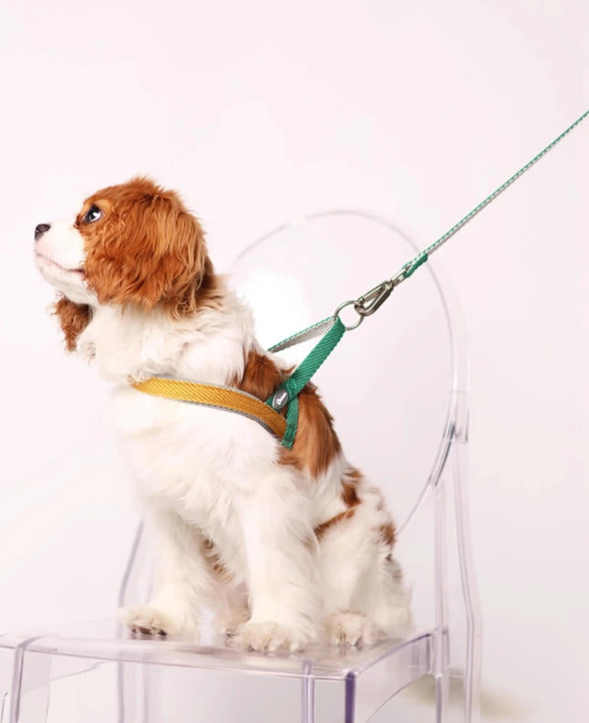 Lightweight Quick-Wear Harness & Leash Set