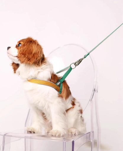 Lightweight Quick-Wear Harness & Leash Set