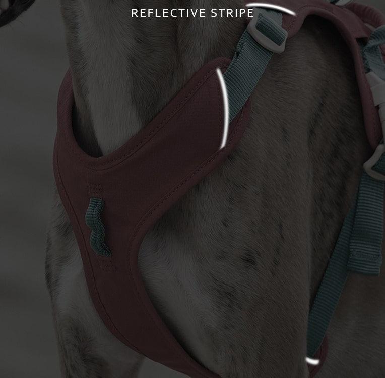 Pop Art Harness & Leash Set