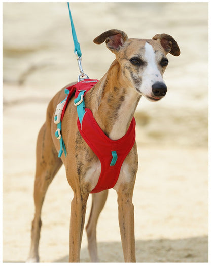 Pop Art Harness & Leash Set
