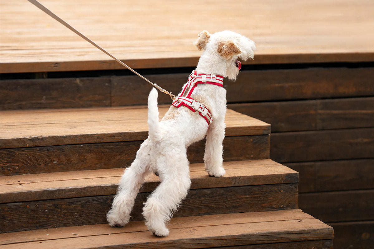 Reflective Y-Shaped Dog Harness