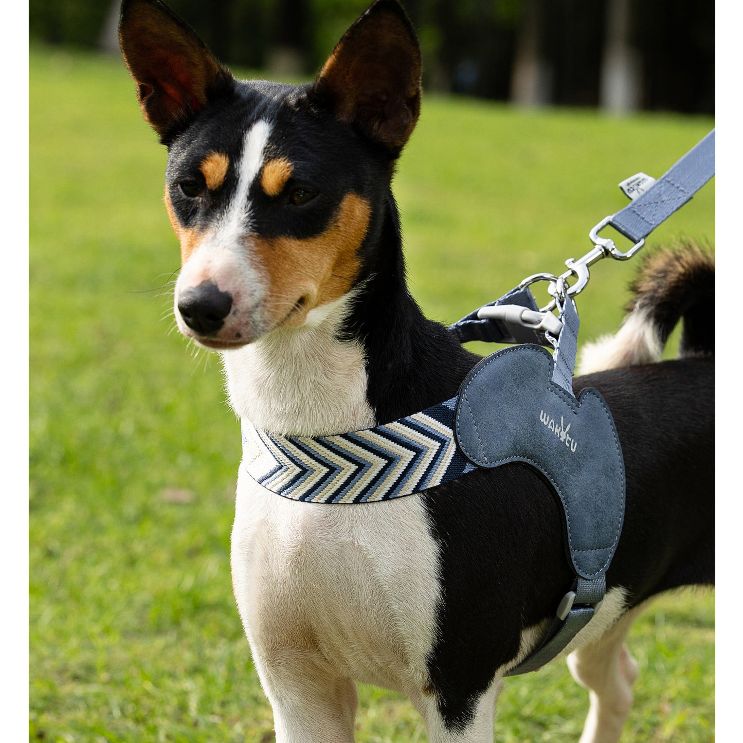 V-Shaped Harness & Leash Set – Sapphire Blue