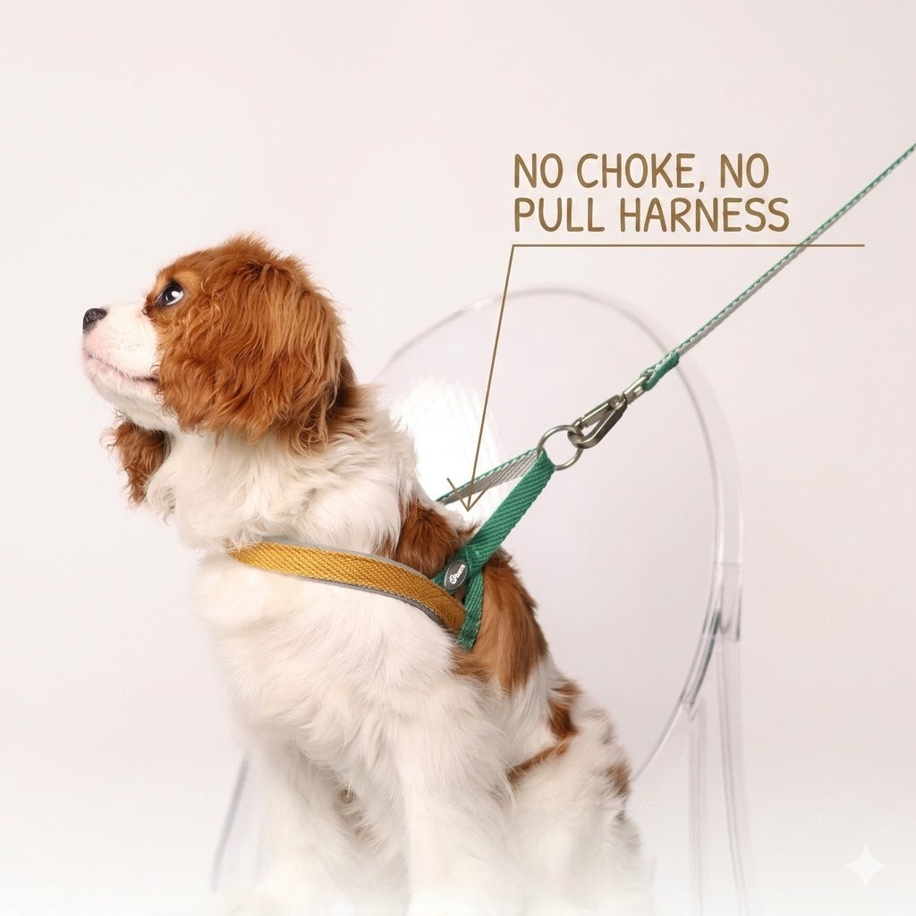 Lightweight Quick-Wear Harness & Leash Set