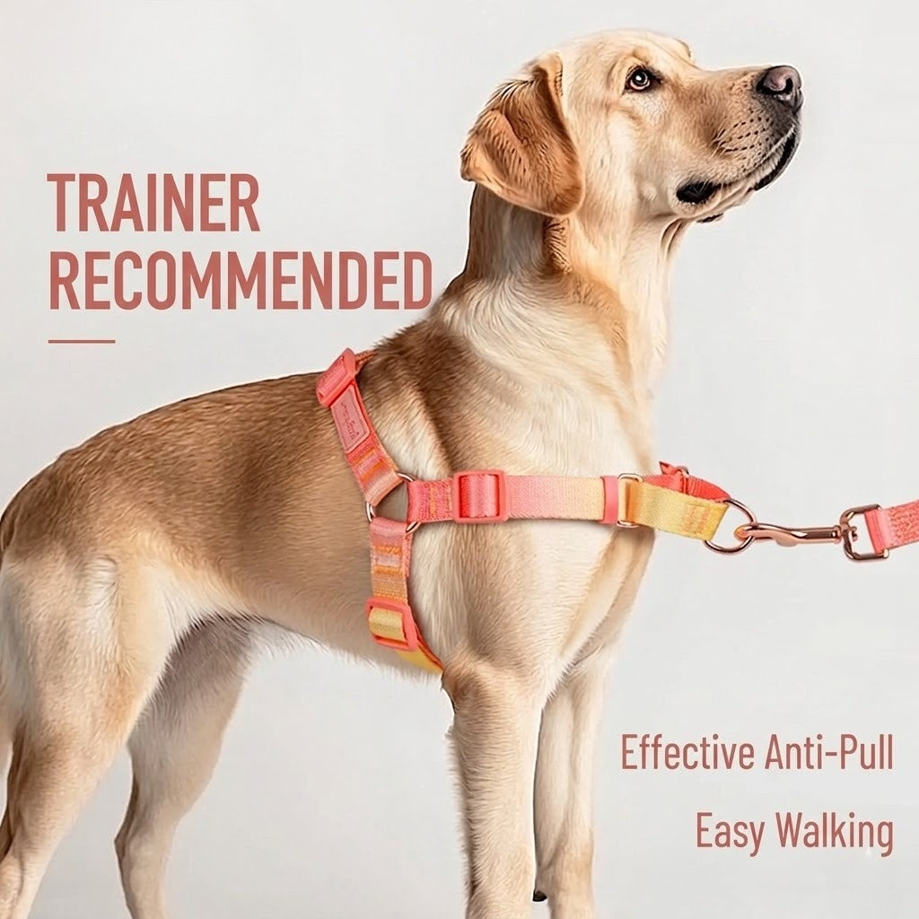 Gradient Harness & Leash Set