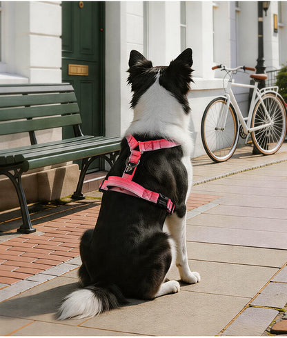 Gradient Harness & Leash Set