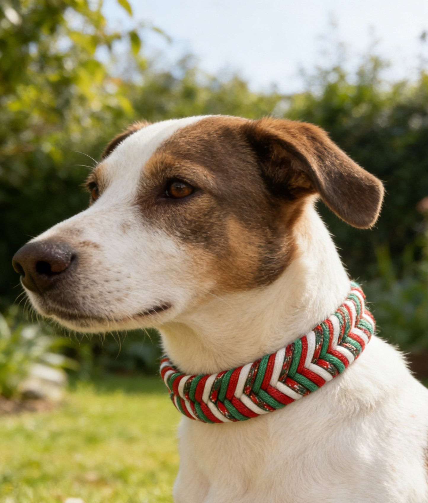 Braided Dog Collar