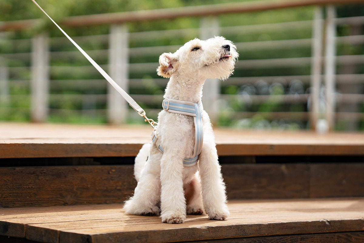 Reflective Y-Shaped Dog Harness