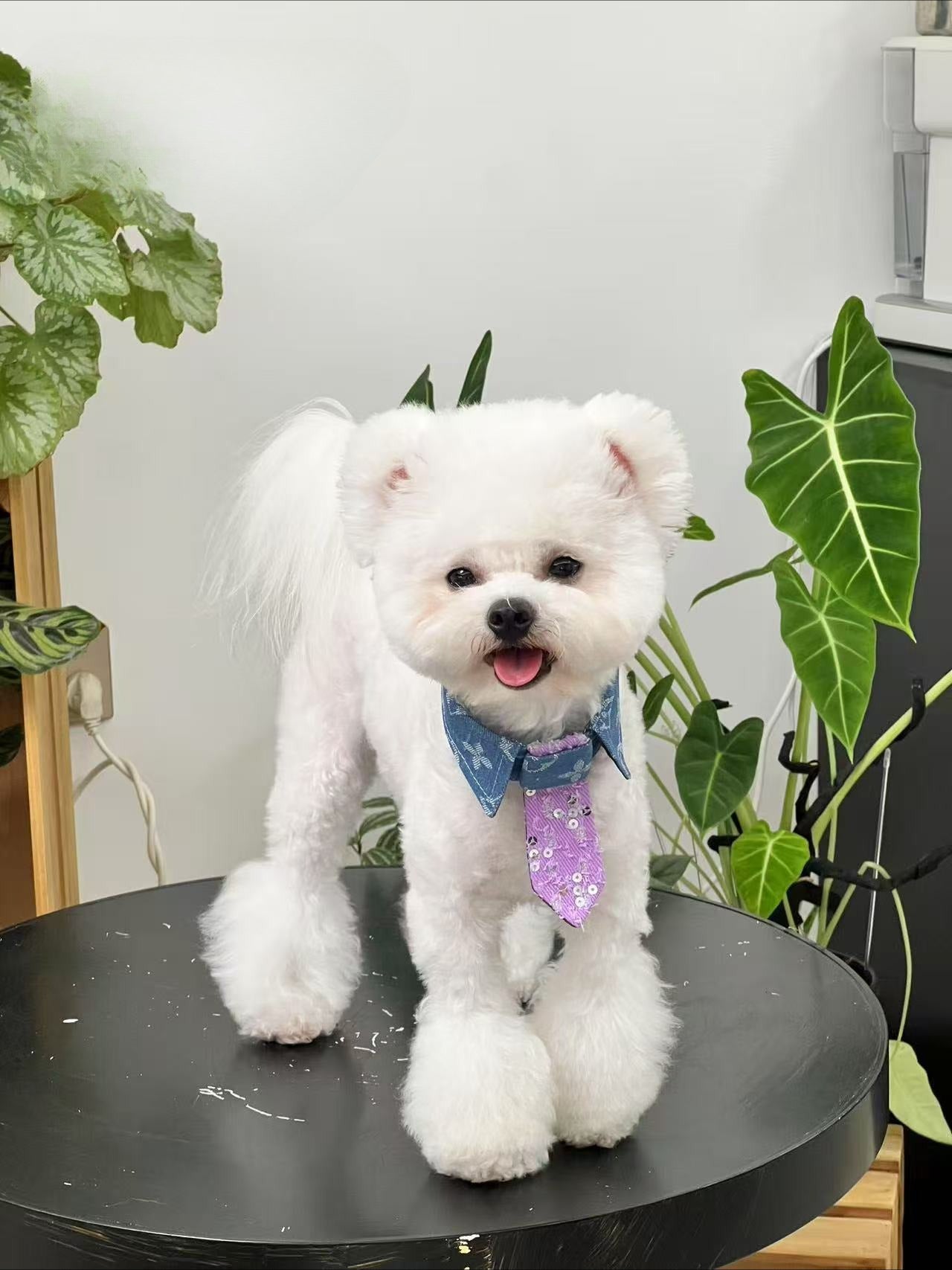 Sequin Denim Dog Bow Tie for Dogs – Multi