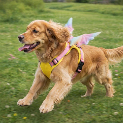 Rainbow Wings Harness & Leash Set for Small Dogs